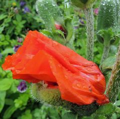 Klatschmohn ist klatschnaß .