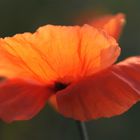 Klatschmohn IV