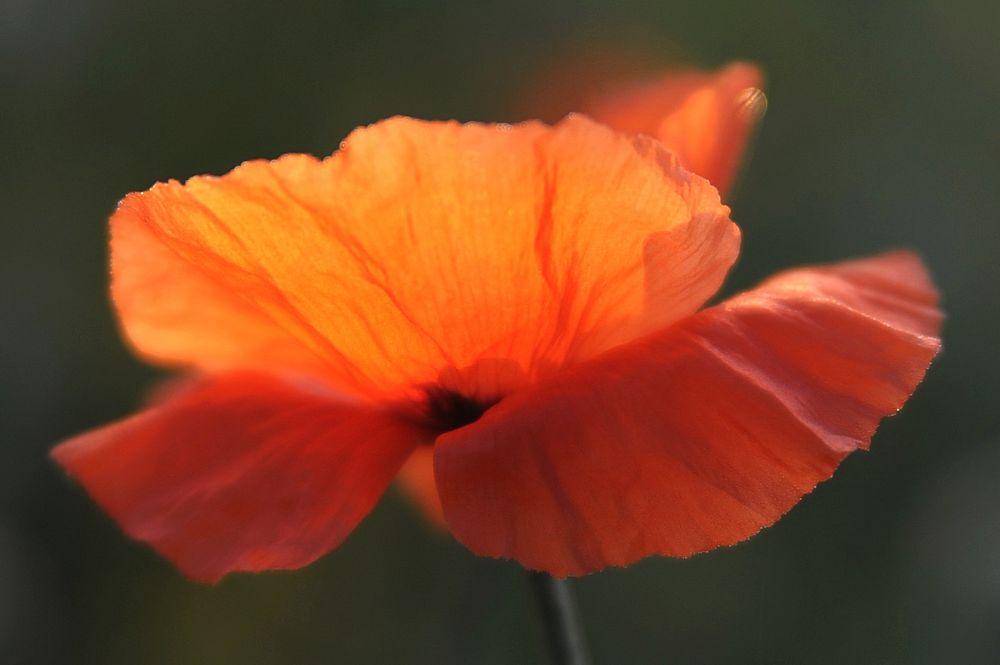 Klatschmohn IV