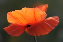 Klatschmohn IV