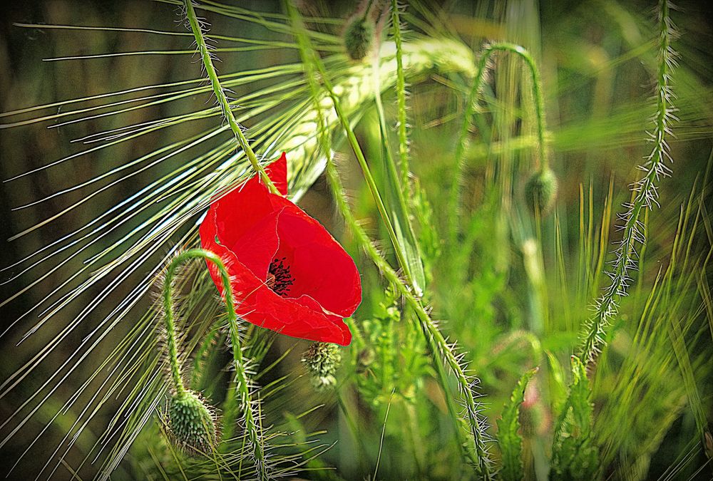 Klatschmohn IV