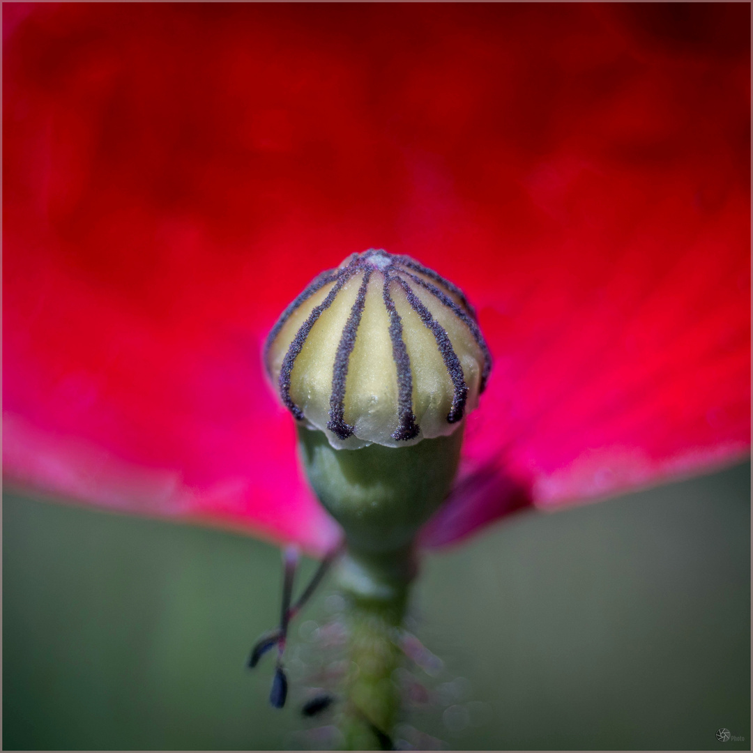 Klatschmohn Kapsel