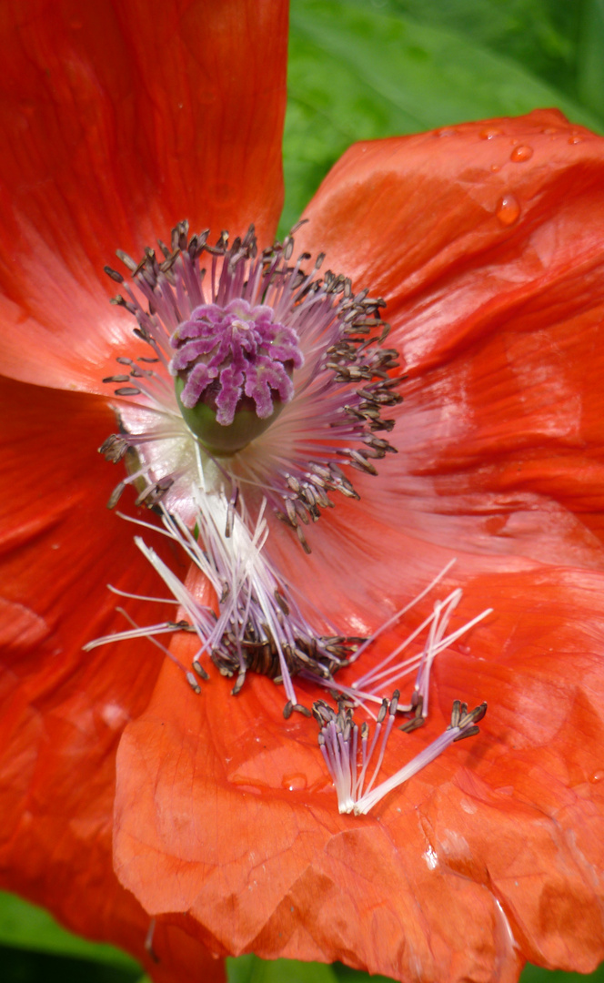 Klatschmohn, kaum erblüht, schon im Verfall.