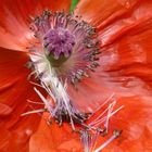 Klatschmohn, kaum erblüht, schon im Verfall.