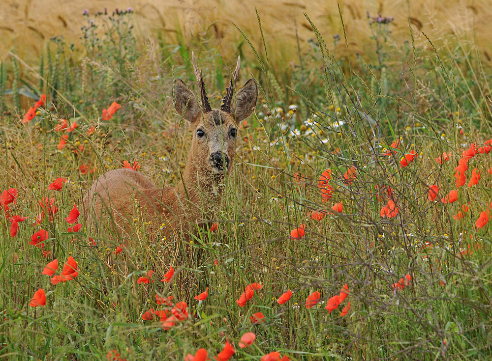 Klatschmohn: Kein gutes Rehbock – Versteck