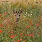 Klatschmohn: Kein gutes Rehbock – Versteck