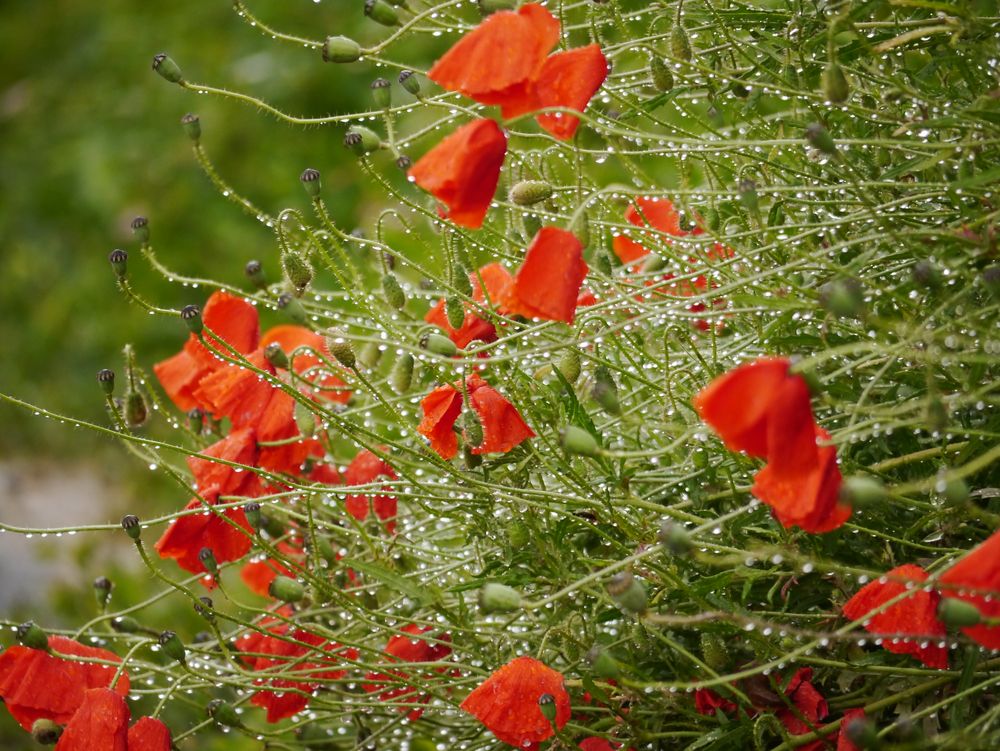 Klatschmohn klatsch nass