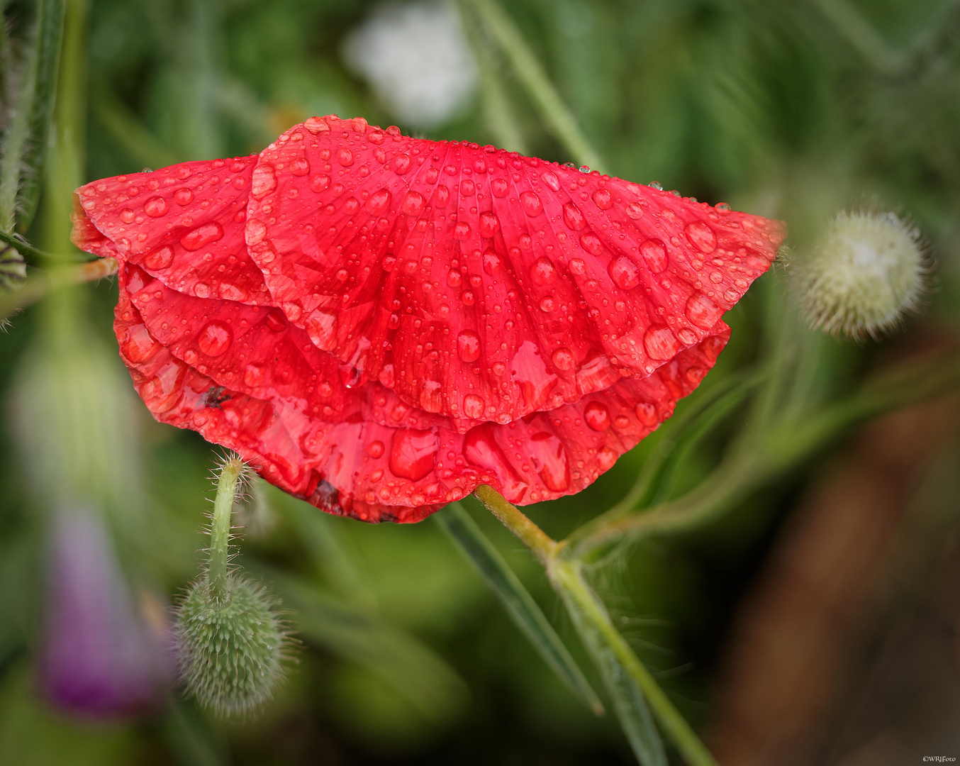 Klatschmohn klatschnass