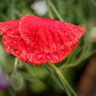 Klatschmohn klatschnass