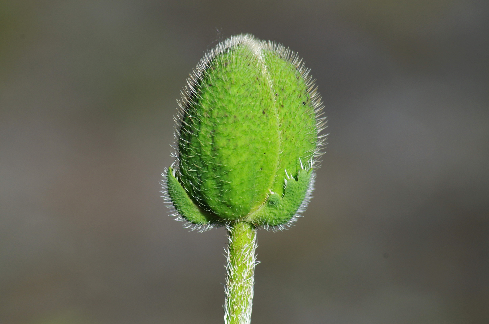 Klatschmohn Knospe