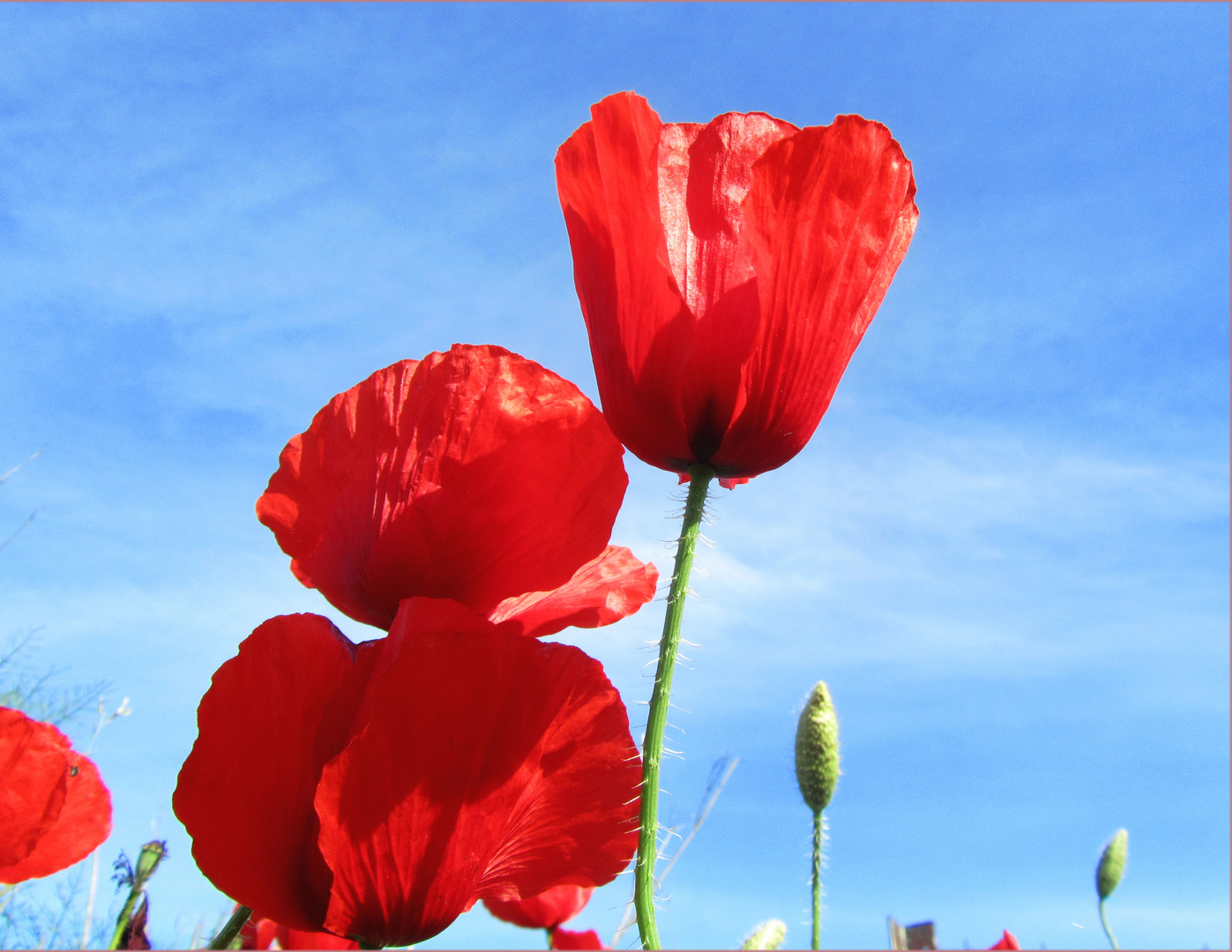 Klatschmohn -konventionelle Variante