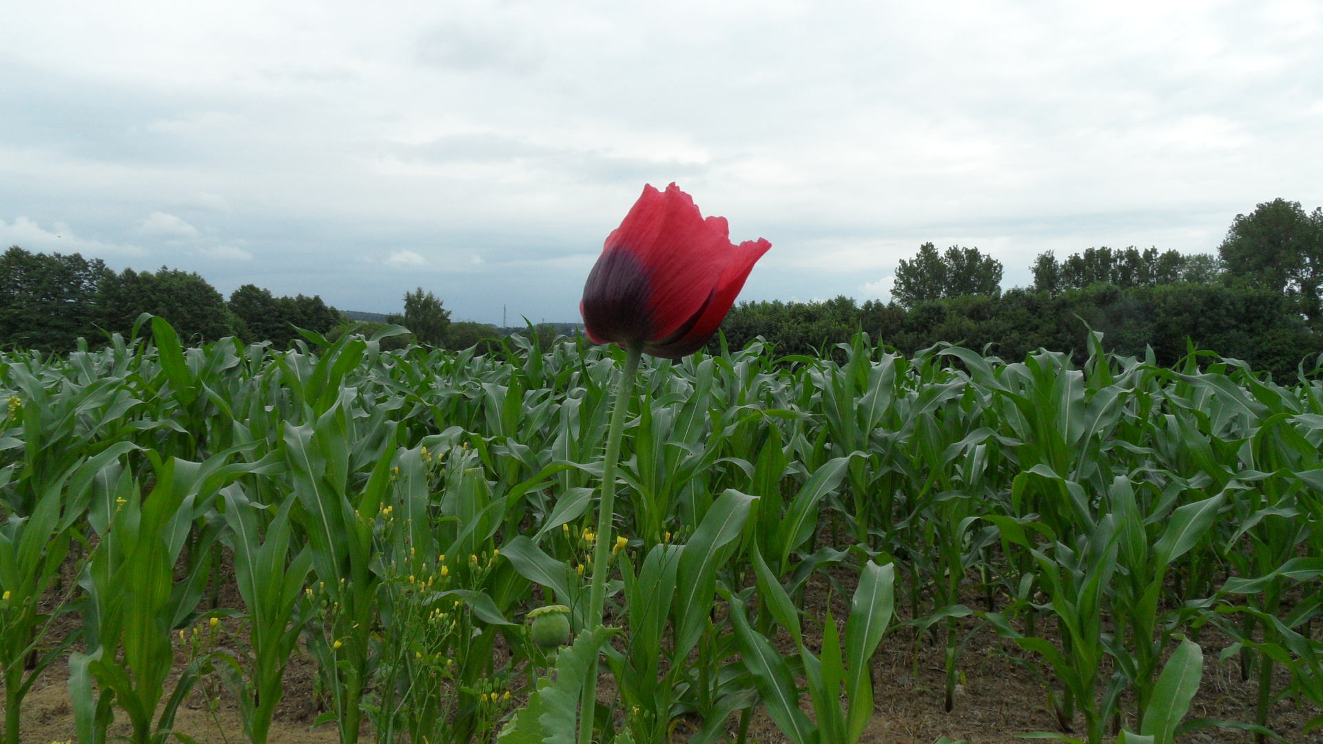 Klatschmohn & Mais