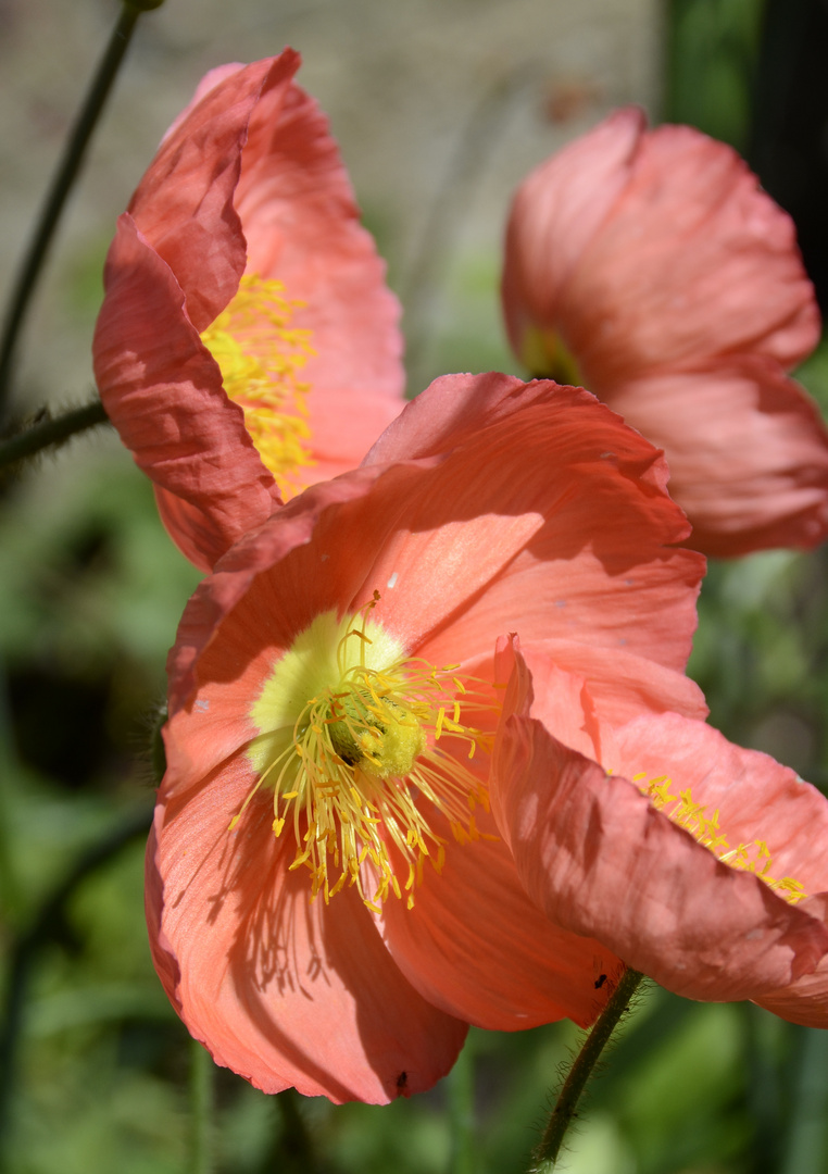 Klatschmohn, mal anders