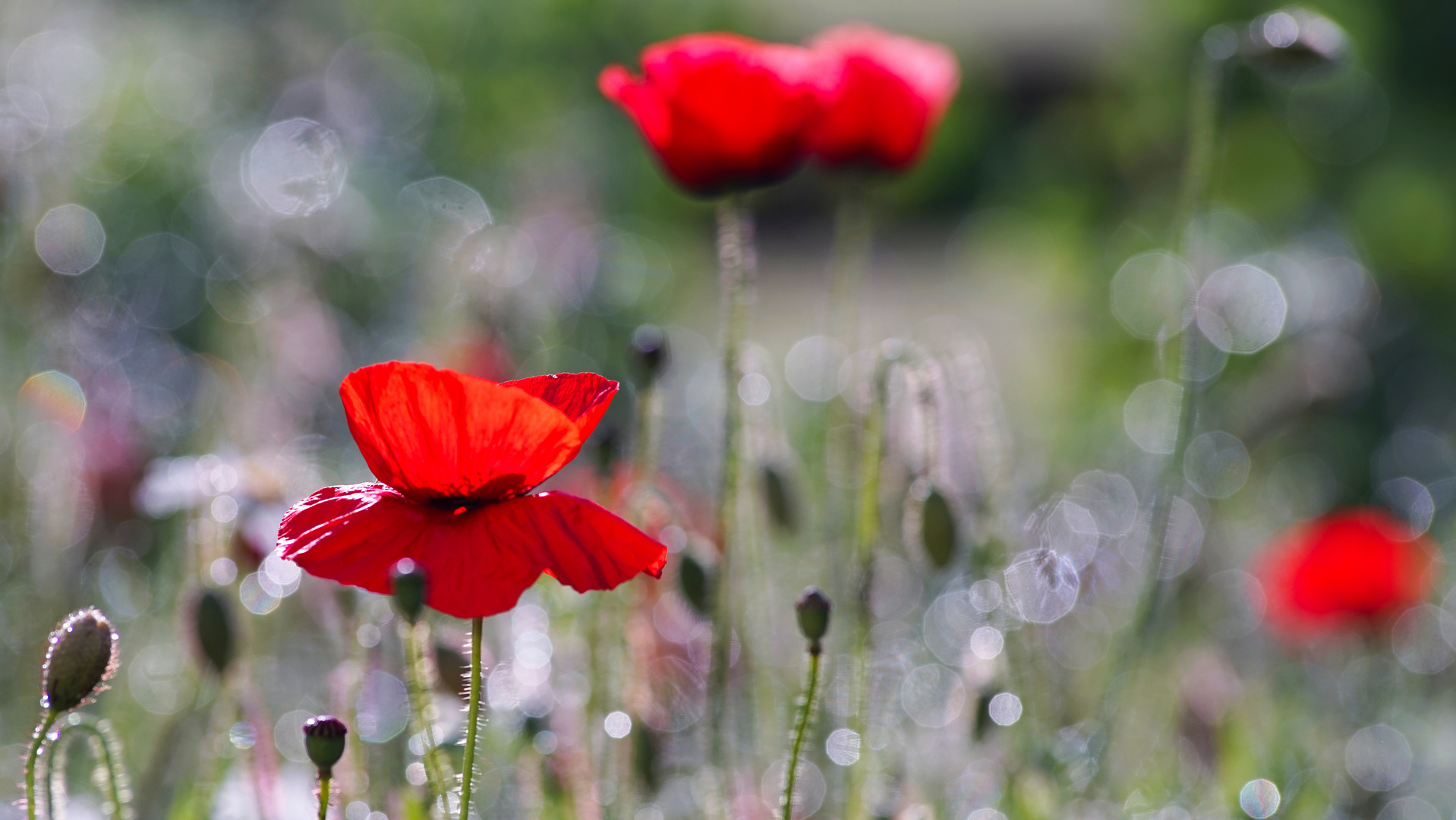 Klatschmohn, mal etwas anders