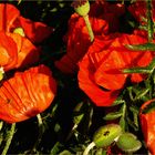 Klatschmohn mit Besuch