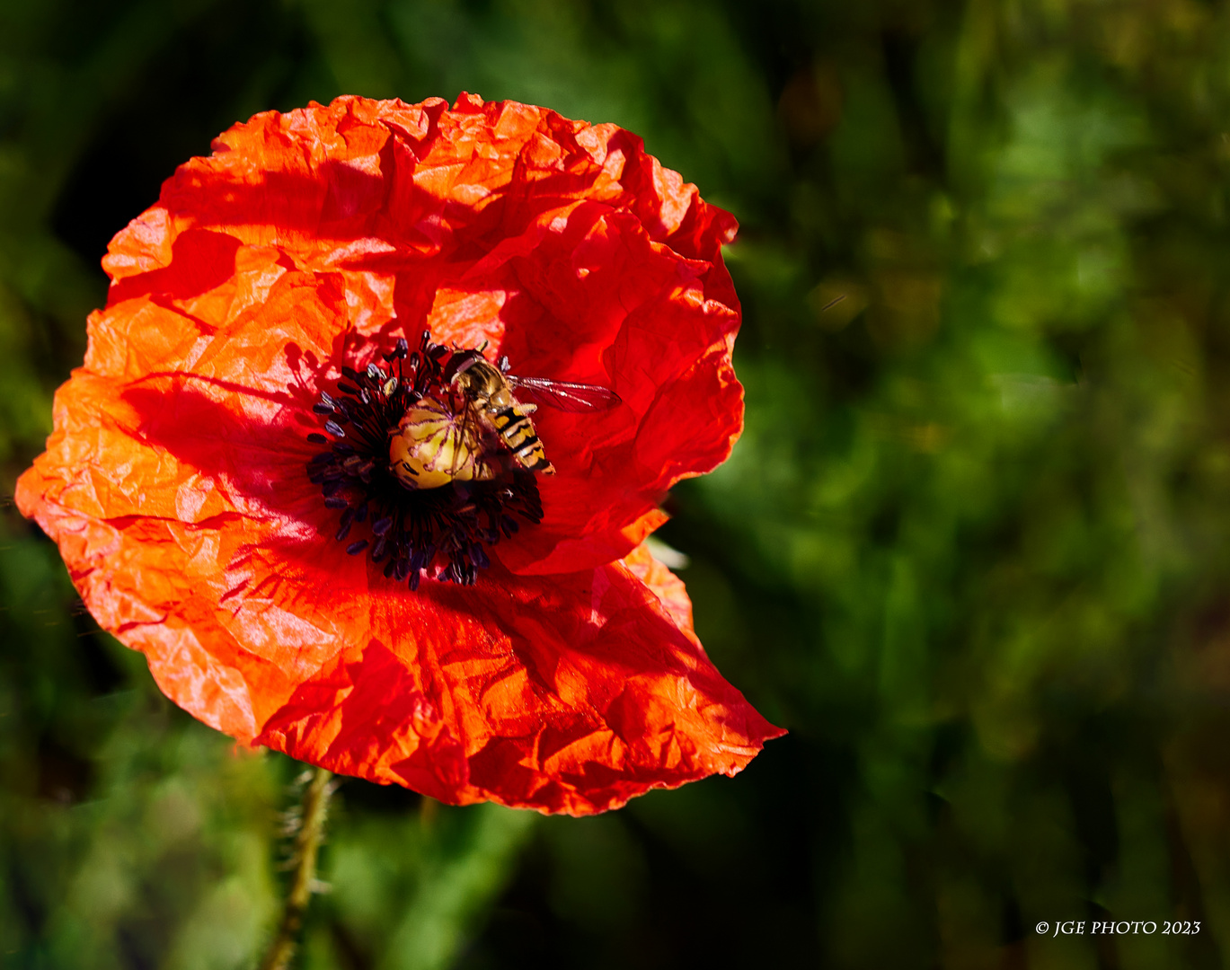 Klatschmohn mit Besuch 