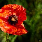 Klatschmohn mit Besuch 