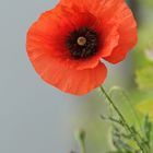 Klatschmohn mit Besuch