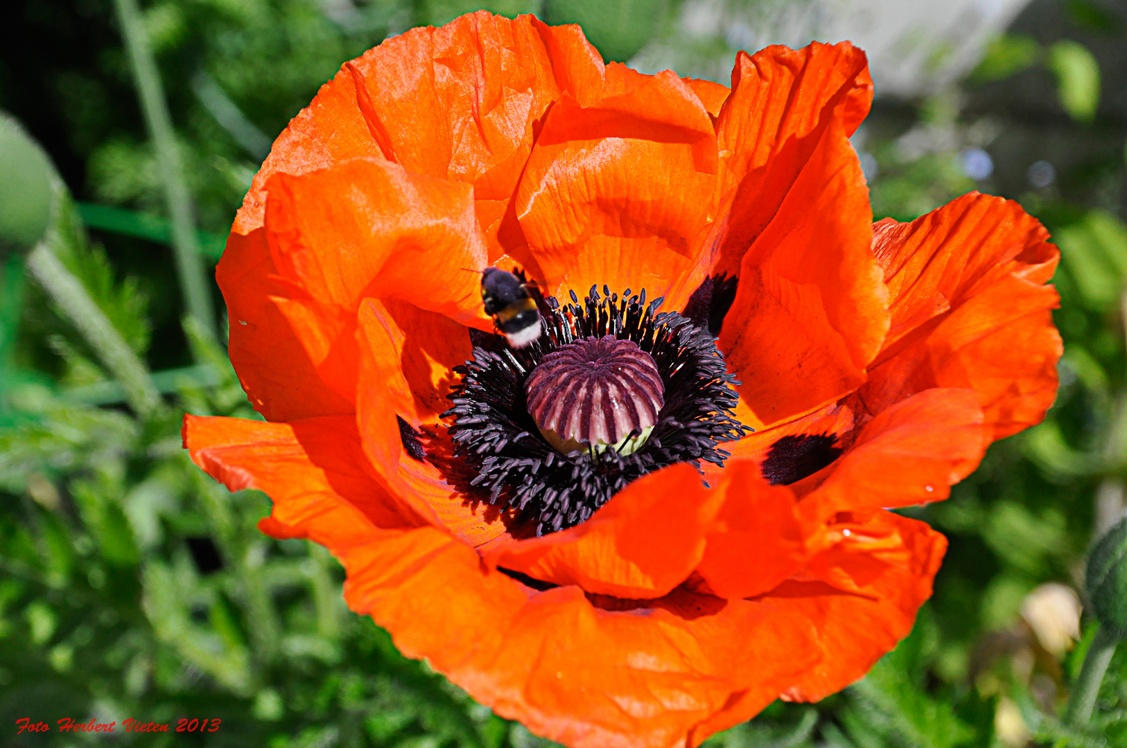 Klatschmohn mit Besuch