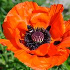 Klatschmohn mit Besuch