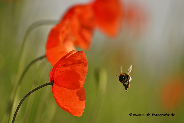 Klatschmohn mit Besucher