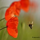 Klatschmohn mit Besucher