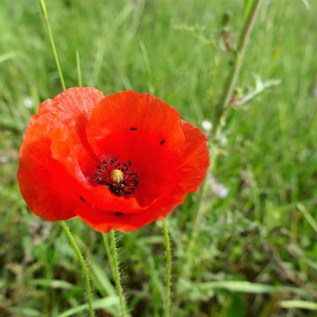 Klatschmohn mit Besuchern