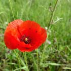 Klatschmohn mit Besuchern