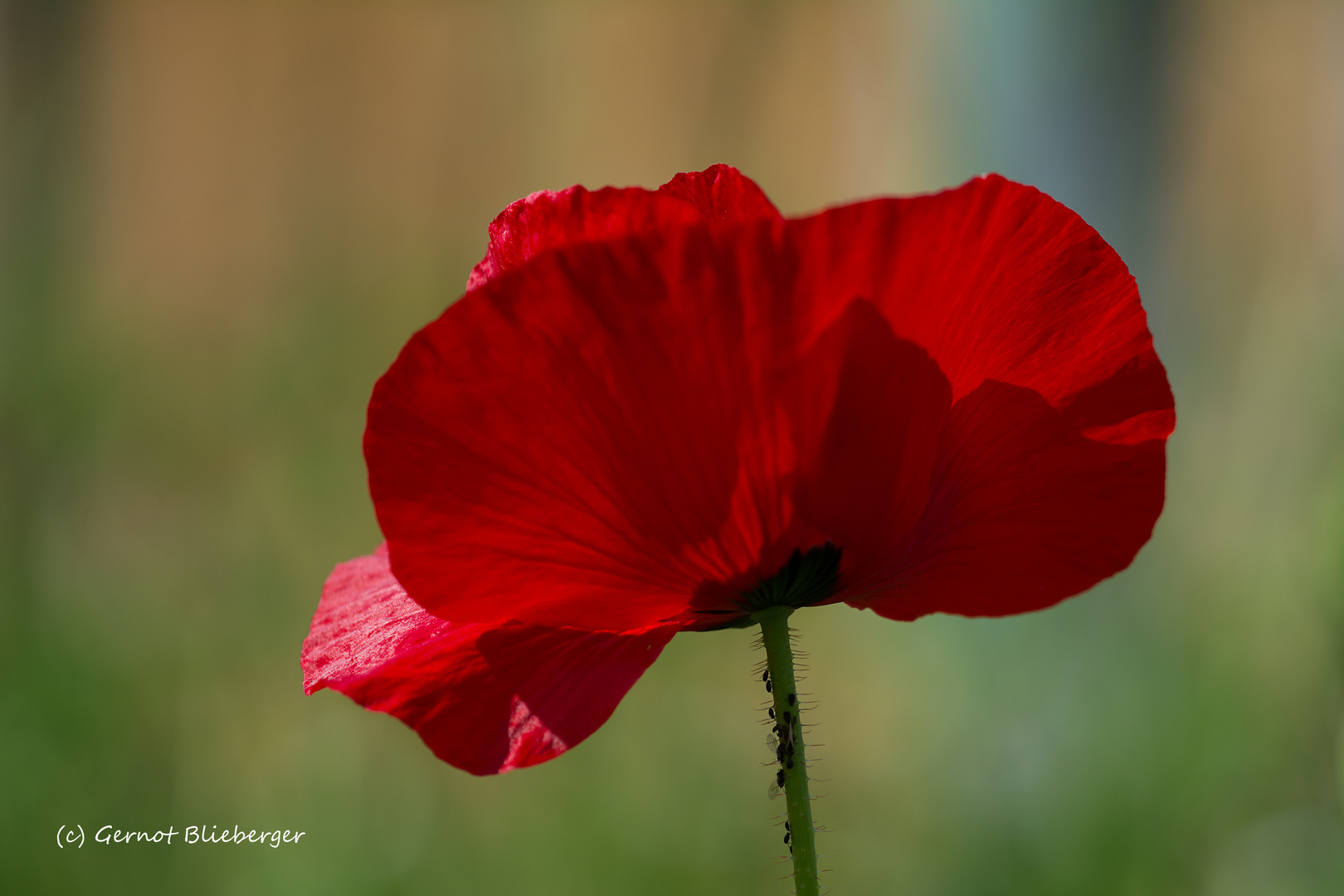 Klatschmohn mit Bewohnern