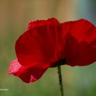 Klatschmohn mit Bewohnern