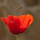 Klatschmohn mit Flieger