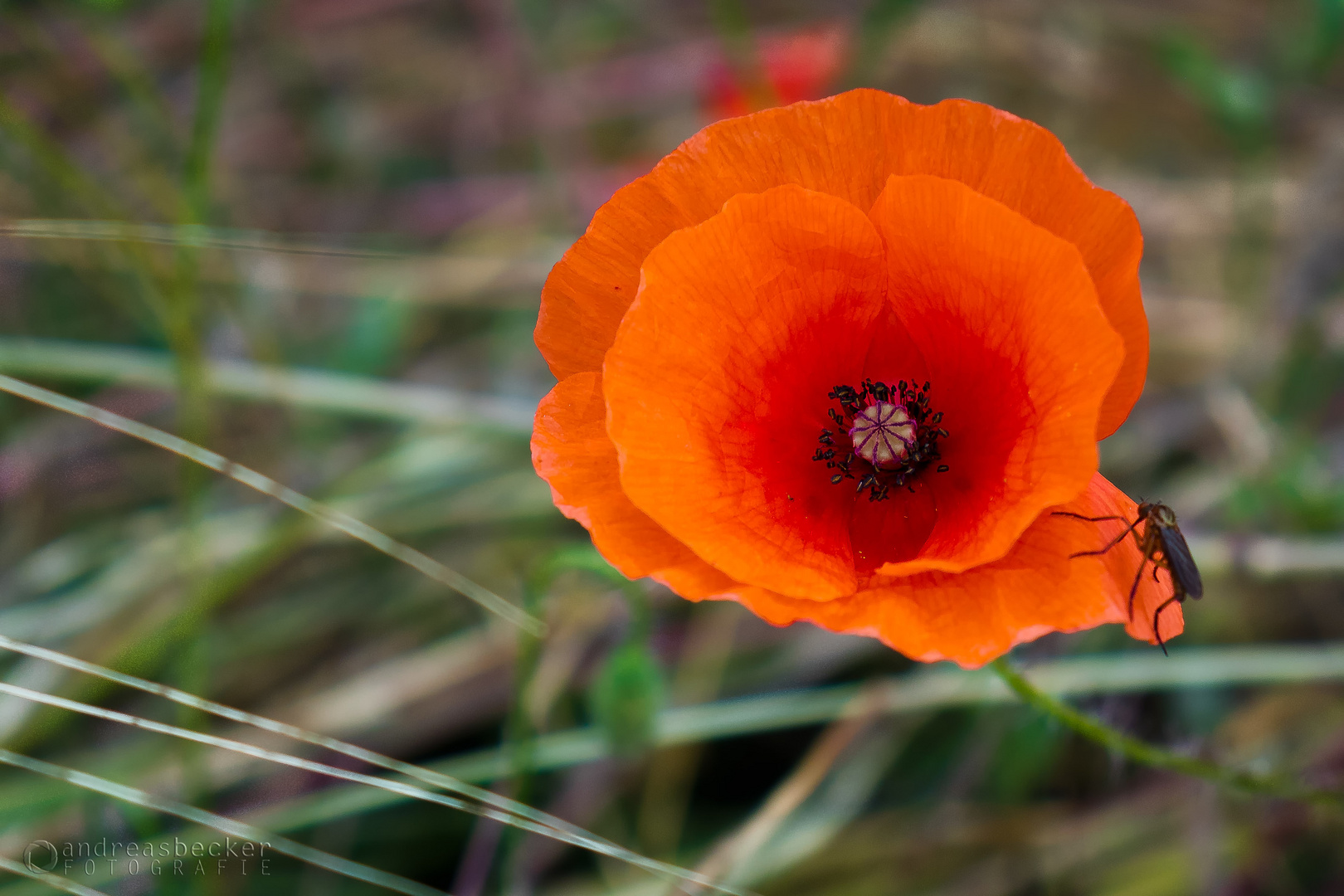 Klatschmohn mit Gast