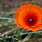 Klatschmohn mit Gast