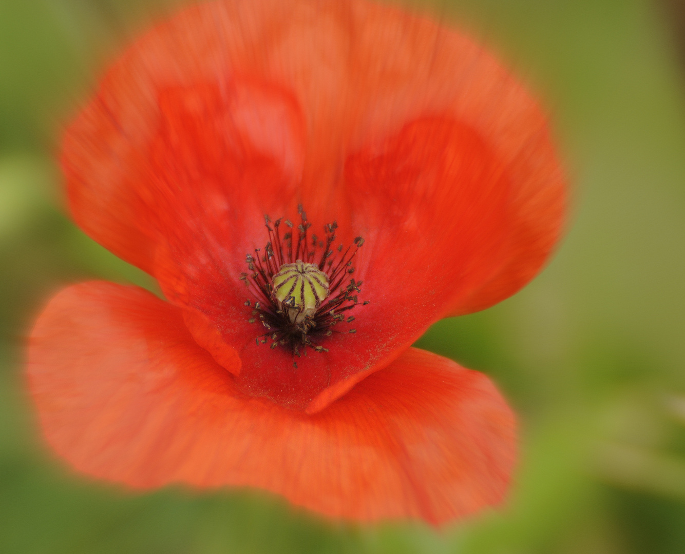 Klatschmohn mit gezoomtem Fokus