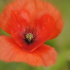 Klatschmohn mit gezoomtem Fokus