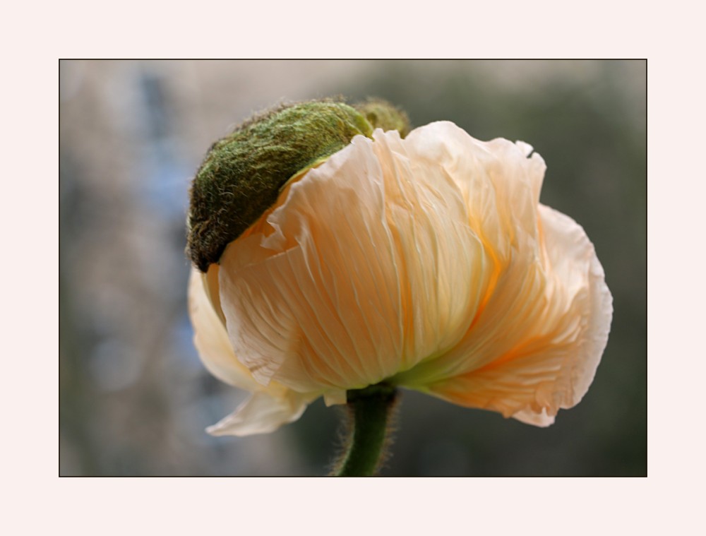 - Klatschmohn mit Häubchen -