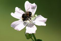 Klatschmohn mit Hummel (Bombus terrestris)