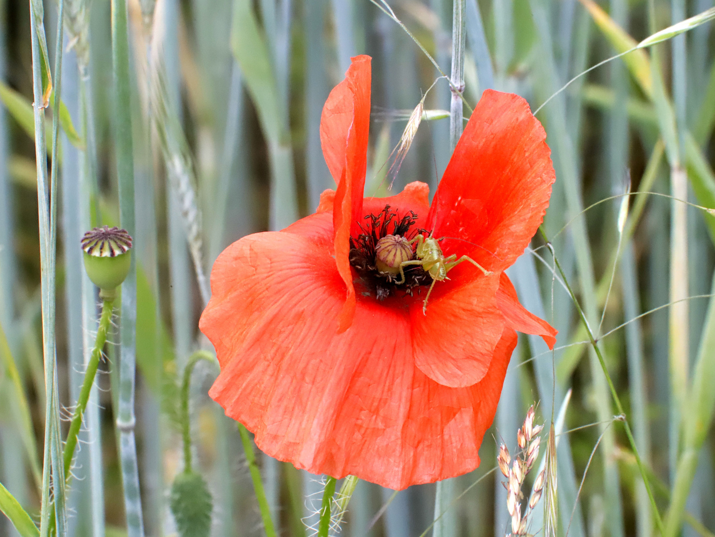 Klatschmohn mit Inhalt