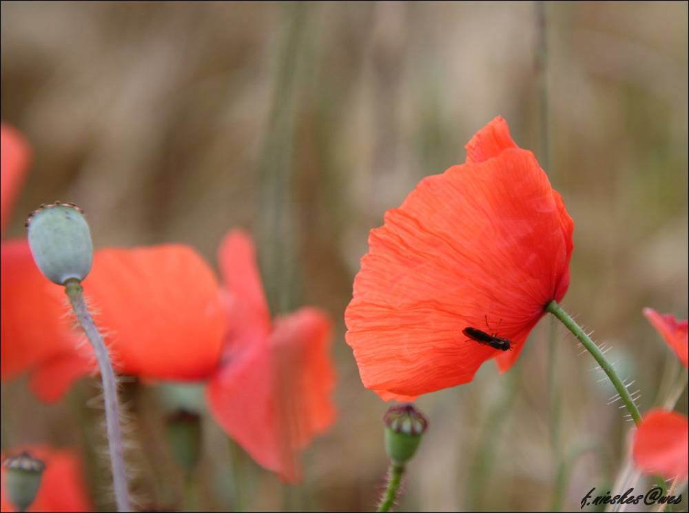 Klatschmohn mit Insekt