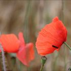 Klatschmohn mit Insekt