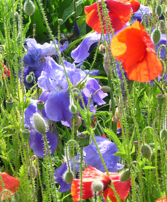 Klatschmohn mit Iris