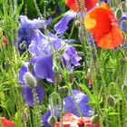 Klatschmohn mit Iris