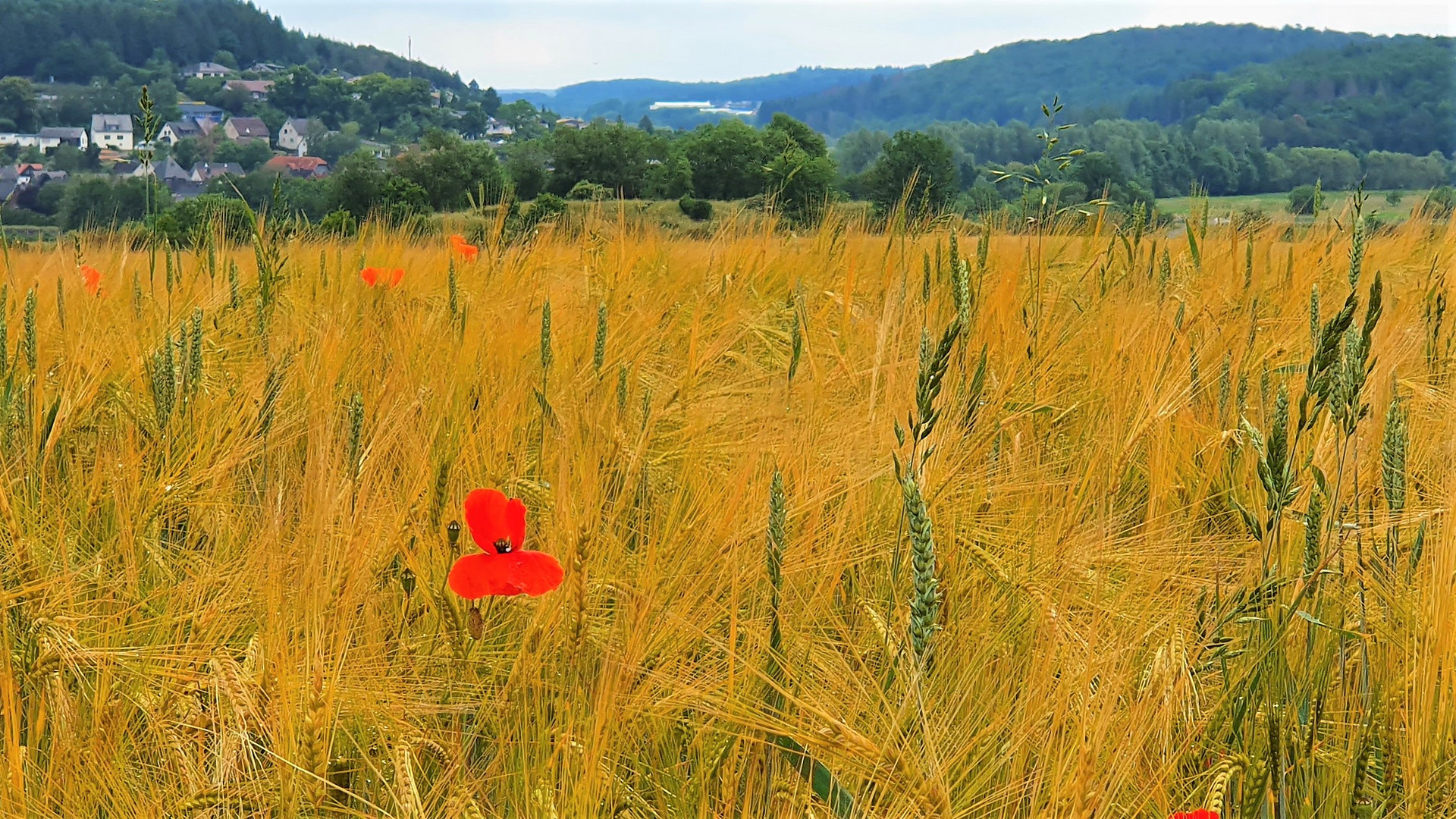 Klatschmohn mit Korn und Landschaft