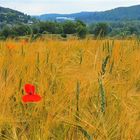 Klatschmohn mit Korn und Landschaft