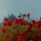 Klatschmohn mit Mont Saint Michel 1980