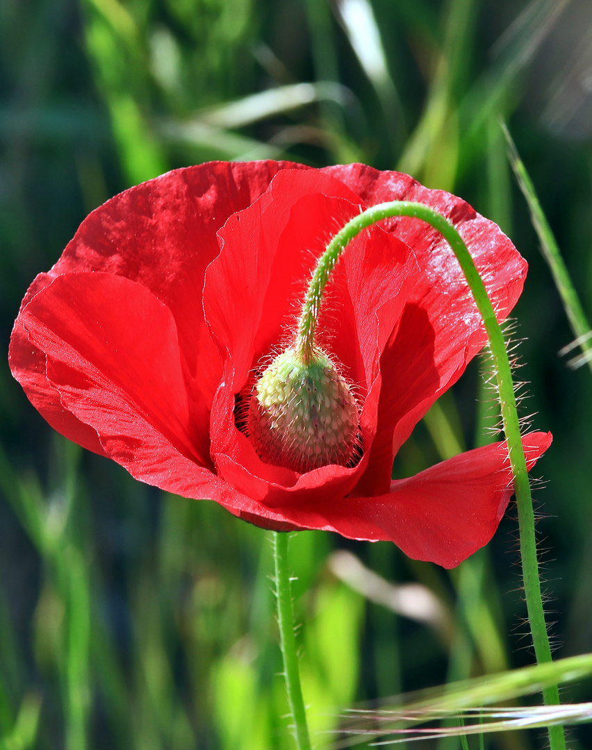 Klatschmohn mit Reservekapsel....