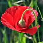 Klatschmohn mit Reservekapsel....