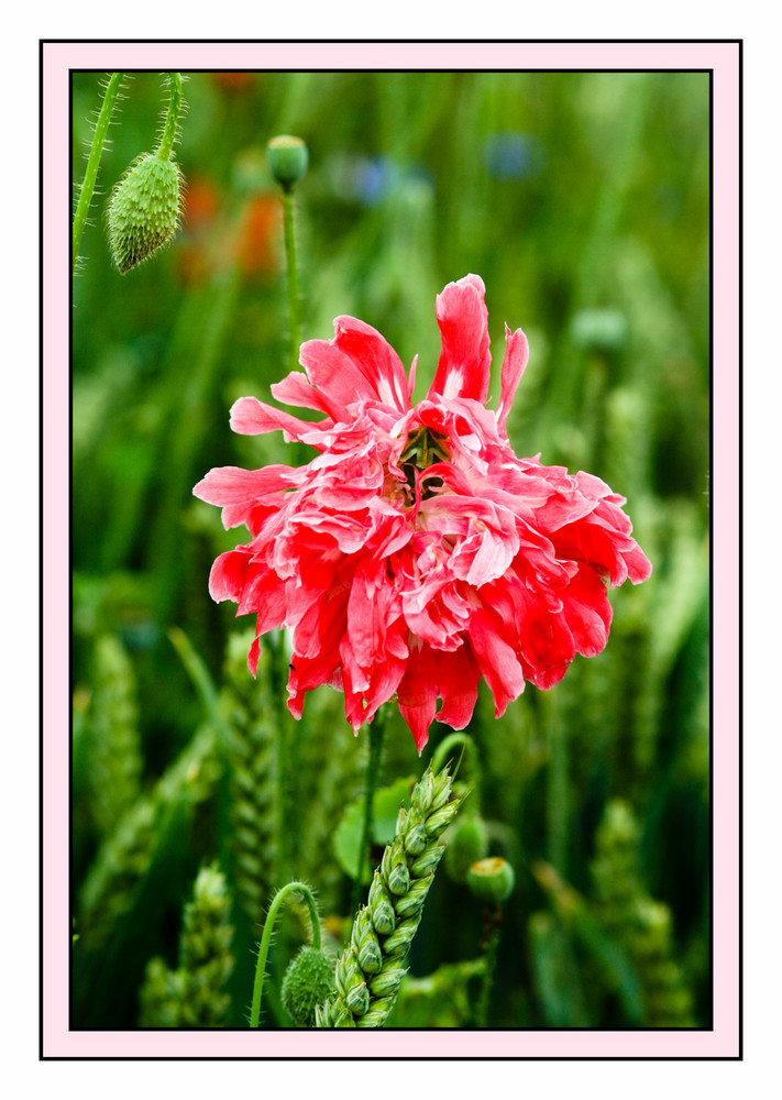 Klatschmohn mit schicker Frisur