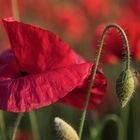 Klatschmohn mit Schnake