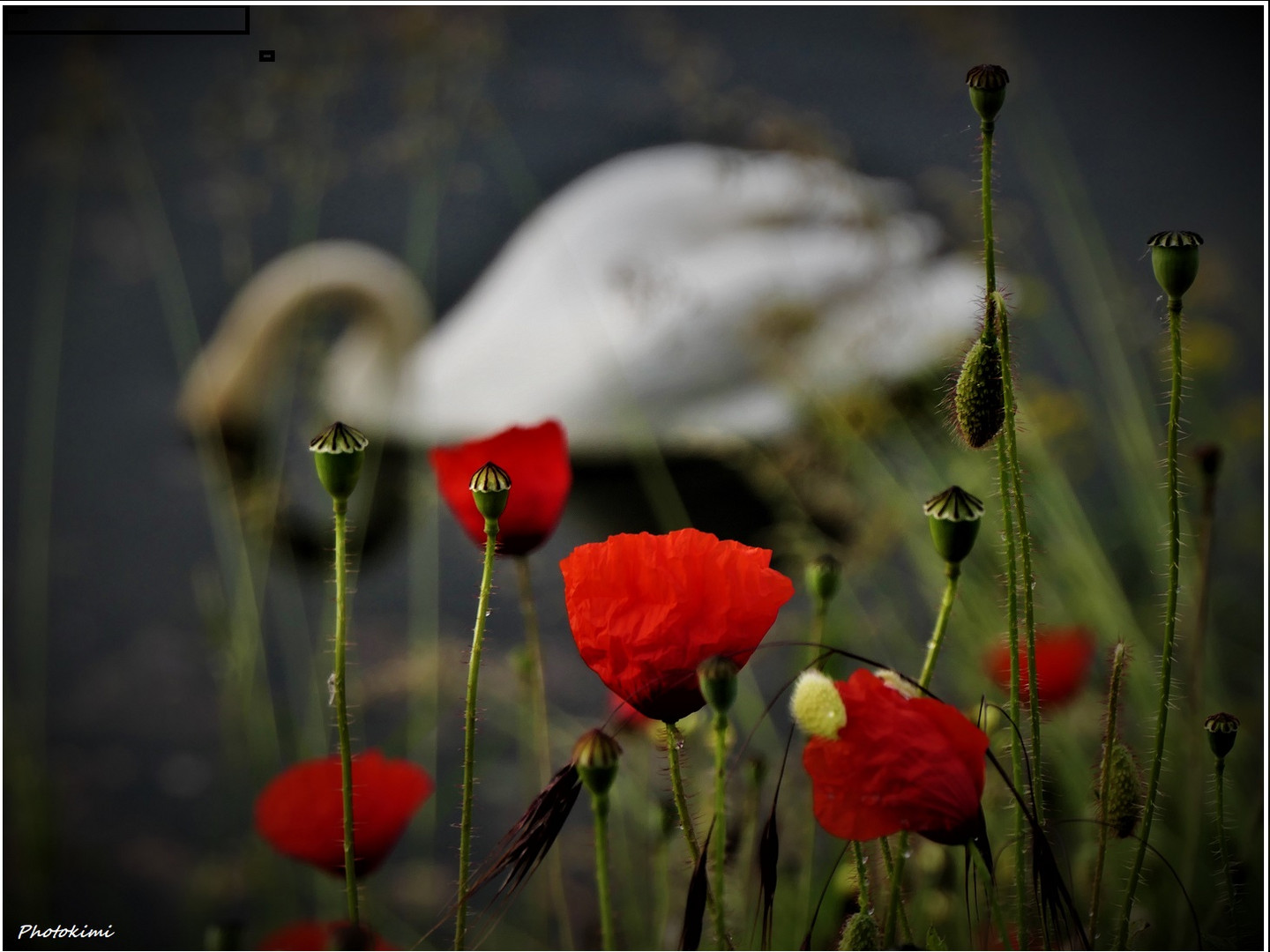 Klatschmohn mit Schwan oder Schwan mit Klatschmohn (I)